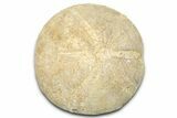 Jurassic Sea Urchin (Clypeus) Fossil - England #325939-1